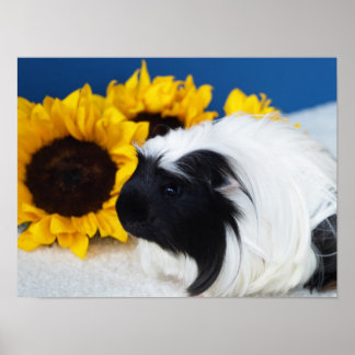 Coronet Guinea Pig Poster