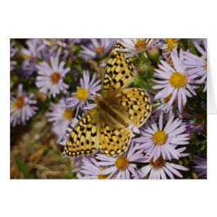 Coronis Fritillary on Aster Flowers at Grand Teton