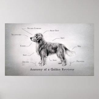 Correct Anatomy of a Golden Retriever Poster