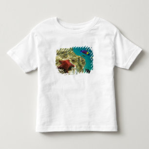 Cortez Rainbow Wrasse male and female and sea Toddler T-Shirt
