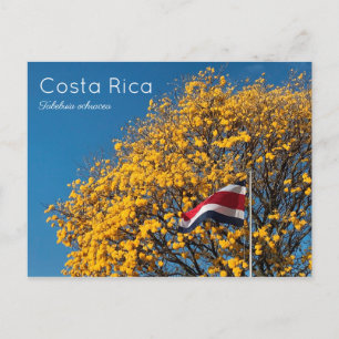 Corteza amarilla Costa Rica Postcard