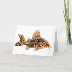 Corydoras Catfish Greeting Card