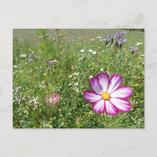 Cosmea Flower in Wild Flowers Field DIY Postcard
