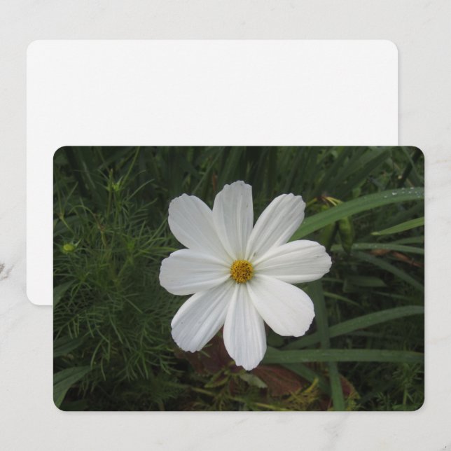 Cosmea Holiday Card (Front/Back)