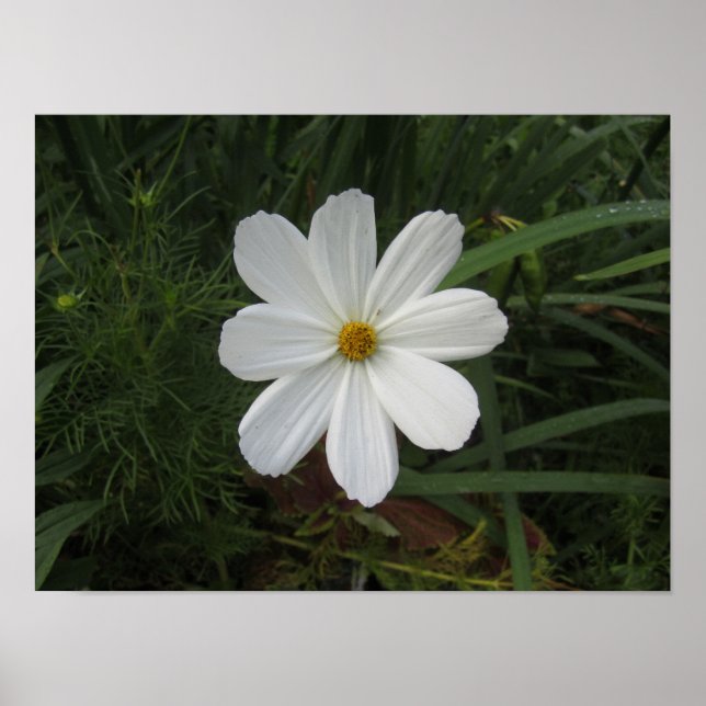 Cosmea Poster (Front)