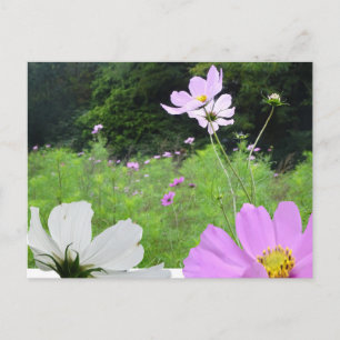 Cosmea, Wild Flowers Field DIY Postcard