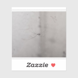 cosmopolitan cellar spider