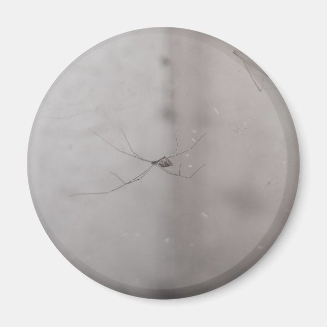 cosmopolitan cellar spider magnet (Front)