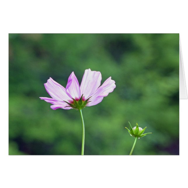 Cosmos (Front Horizontal)