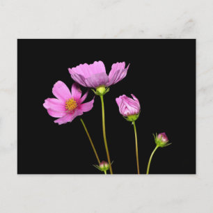 Cosmos at Night Postcard