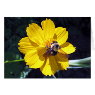 Cosmos Attracts Bumblebee