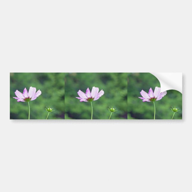 Cosmos Bumper Sticker (Front)