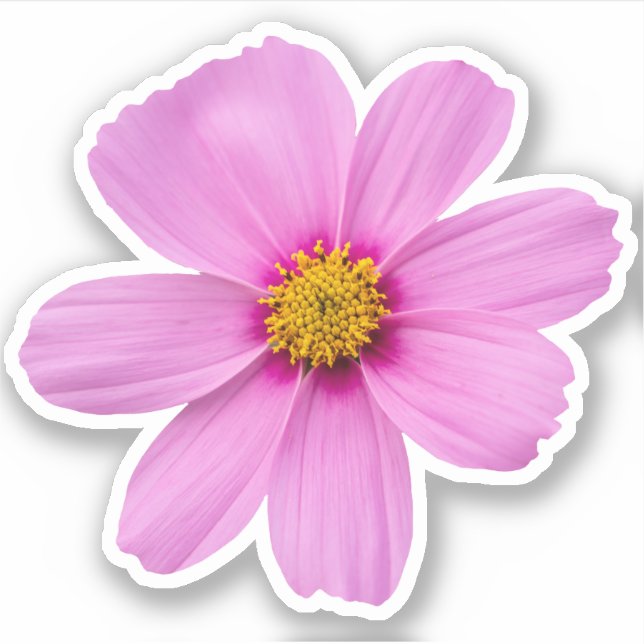 Cosmos Flower (Front)