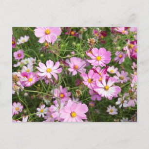 Cosmos Flower (Bidens Formosa). Kirkwood Postcard