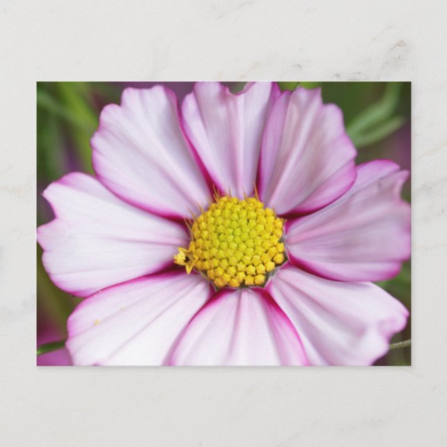 Cosmos Flower (bidens formosa) Postcard (Front)