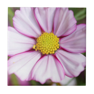 Cosmos Flower (bidens formosa) Tile