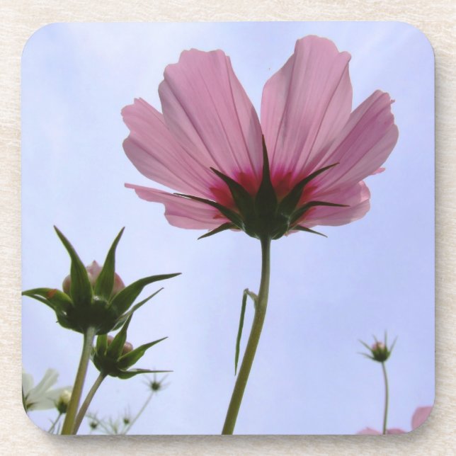 Cosmos Flower Coasters (Front)