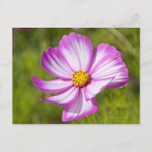 Cosmos flower head postcard