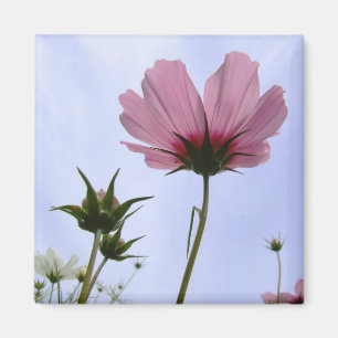 Cosmos Flower Magnet