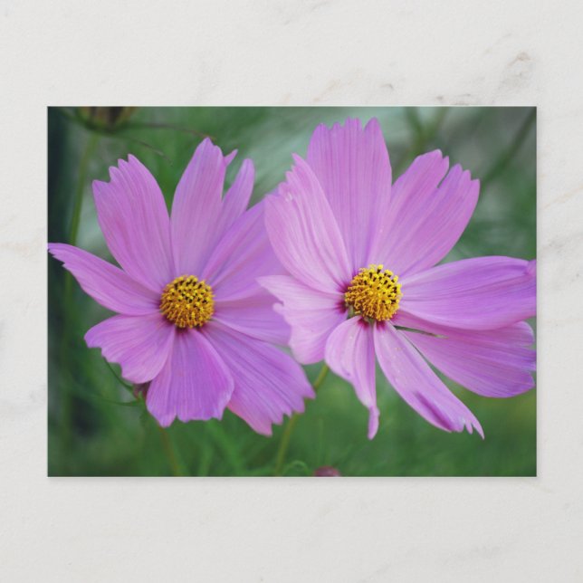Cosmos flower postcard (Front)