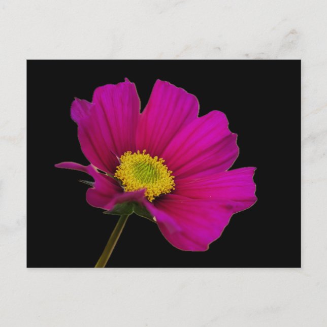 Cosmos Flower Postcard (Front)
