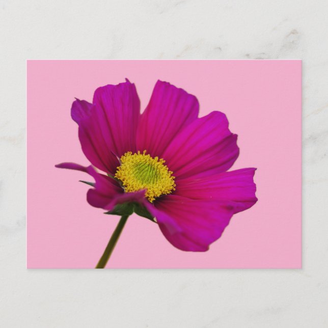 Cosmos Flower Postcard (Front)
