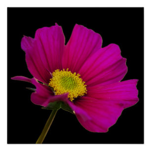 Cosmos Flower Poster