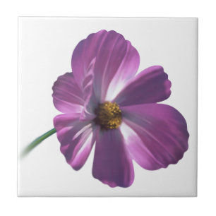 Cosmos Flower Tile