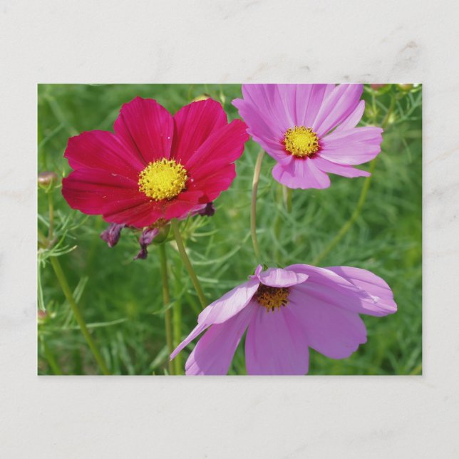 Cosmos Flower Trio Nature Postcard (Front)