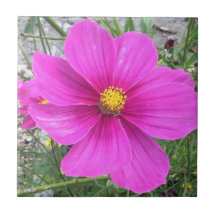 Cosmos flowers in bloom