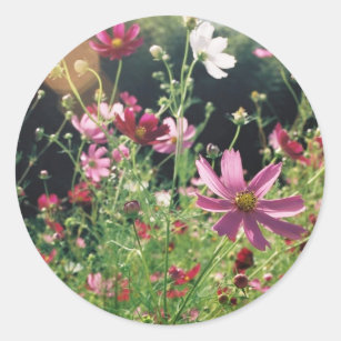 Cosmos Flowers: Japan  Classic Round Sticker