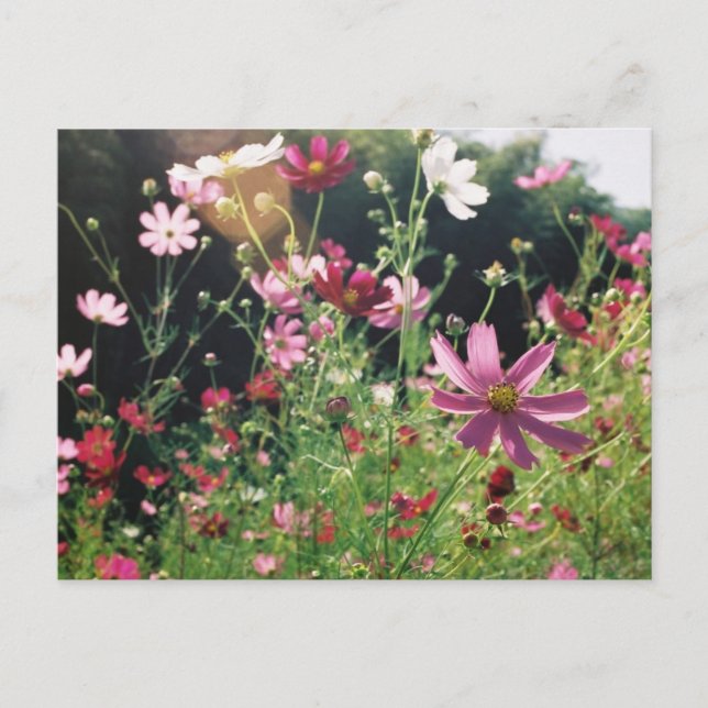 Cosmos Flowers: Japan Postcard (Front)