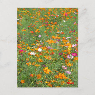 Cosmos Flowers: Japan Postcard
