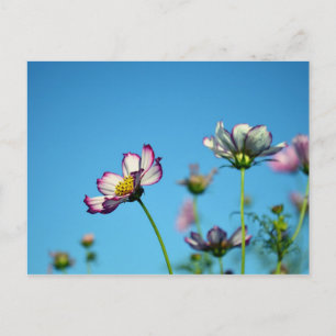Cosmos Flowers: Japan Postcard