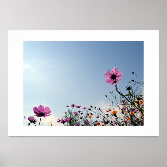 Cosmos Flowers of Japan Poster (Front)