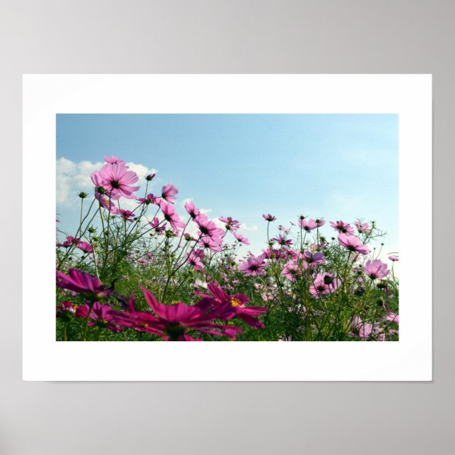 Cosmos Flowers of Japan Poster (Front)