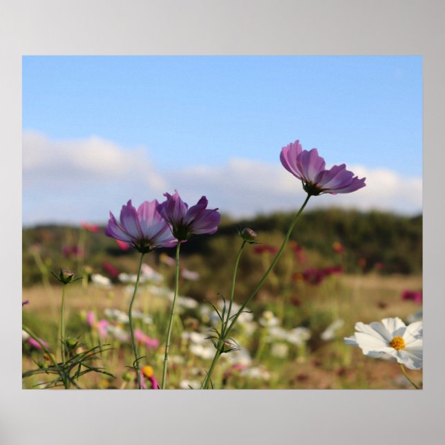 Cosmos Flowers Poster (Front)