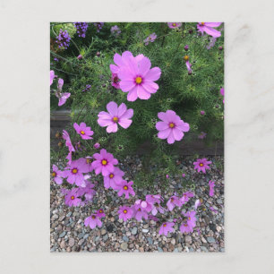 Cosmos flowers with pebbles On a Holiday Postcard