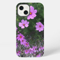 Cosmos flowers with pebbles On a