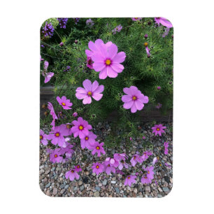 Cosmos flowers with pebbles On a Magnet