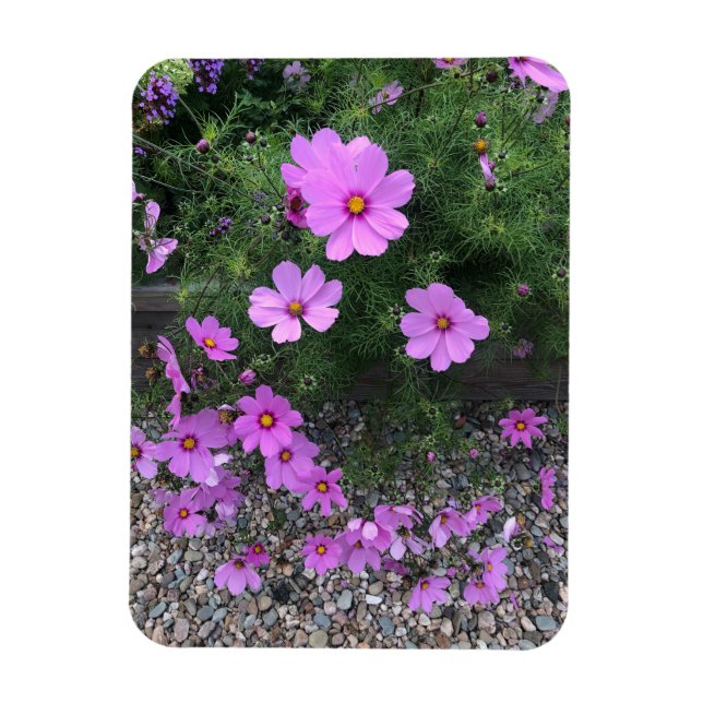 Cosmos flowers with pebbles On a Magnet (Vertical)