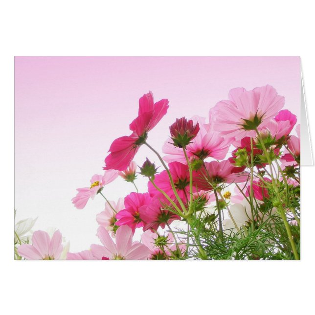 Cosmos in Pink (Front Horizontal)