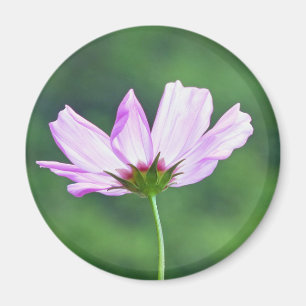Cosmos Magnet