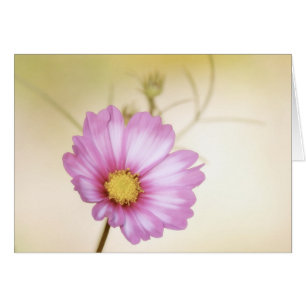 Cosmos Pastel