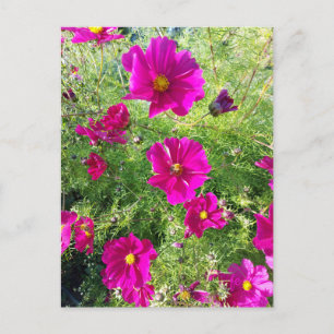 cosmos postcard