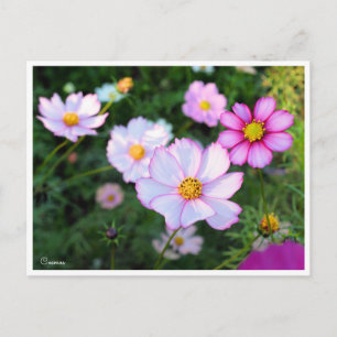 Cosmos [Postcard] Postcard