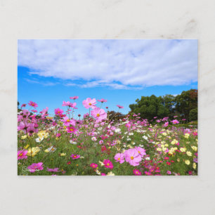 Cosmos [Postcard] Postcard