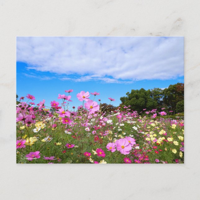 Cosmos [Postcard] Postcard (Front)