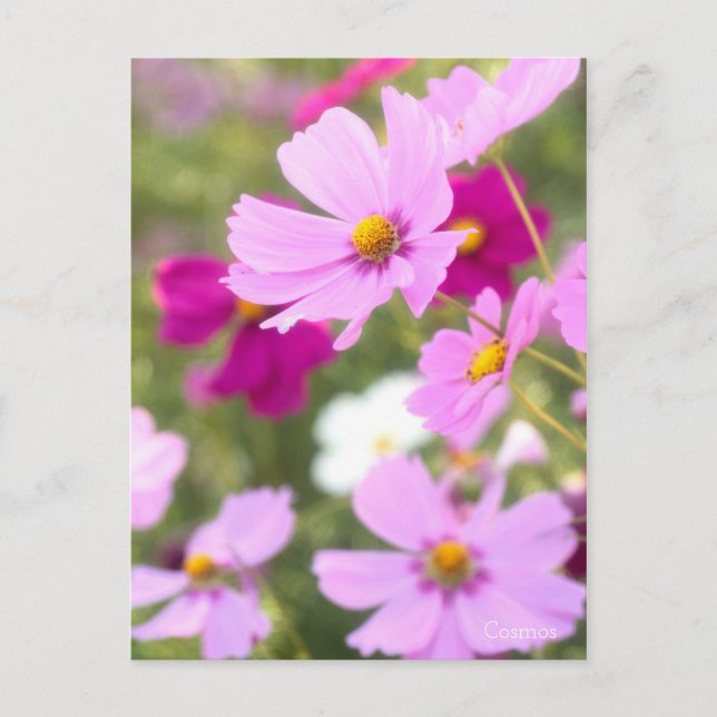 Cosmos［Postcard］ Postcard (Front)