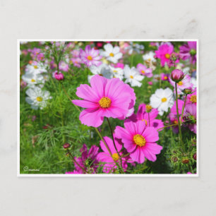Cosmos [Postcard] Postcard